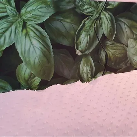 Oda ve Kahvaltı Palace Basilico 1580. 3*